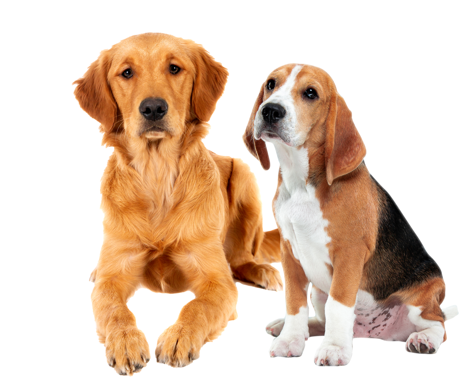 A couple of dogs